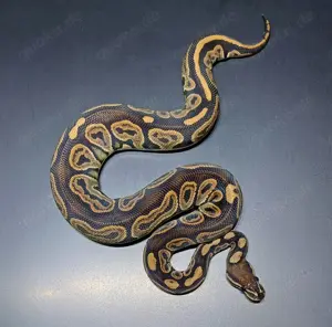 Königspython 0.1 Black Pastel Phoenixx 100% het Clown *nicht günstig*