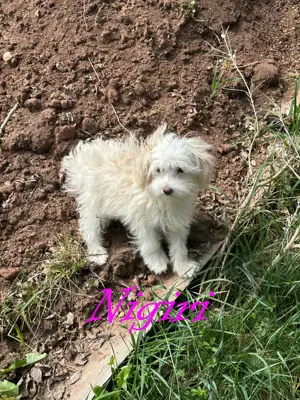 Süße Chinese Crested Welpen suchen ihr Traum zuhause