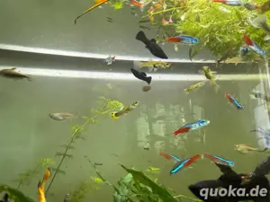  ganu viele baby guppys und kleine und mitlere    abzugeben