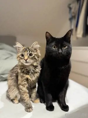Maine Coon mix & Deutscher Hauskater