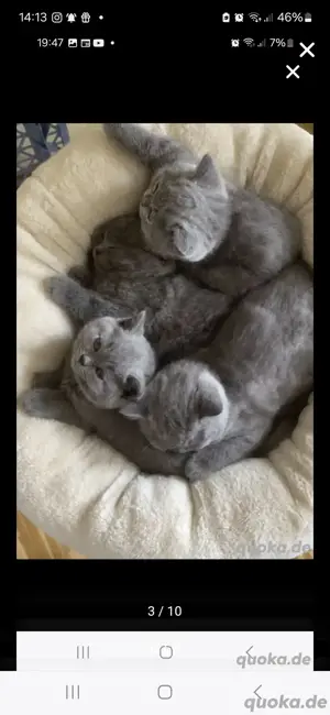 britisch kurzhaar bkh kitten 