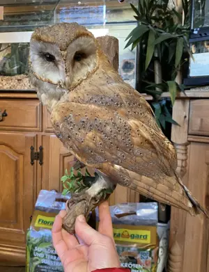 Taxidermie Präparat Tierpräparat wunderschöne Schleiereule
