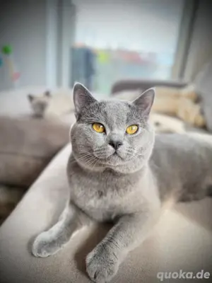 Deckkater BKH reinrassig lilac blue