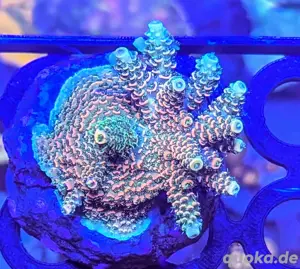 Korallen Ableger SPS LPS Zoanthus Scheibenanemonen Bild 6