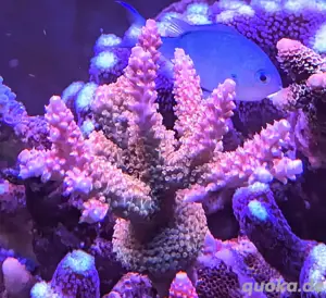 Korallen Ableger SPS LPS Zoanthus Scheibenanemonen Bild 10