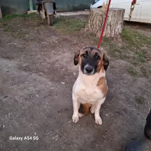 Tessa sucht ihre Menschen Bild 3