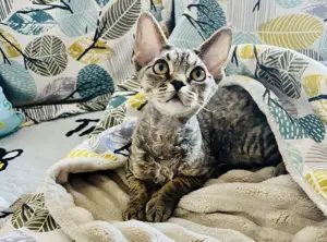 Devon Rex Junge