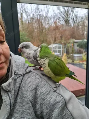 Mönchssittich Pärchen zu verkaufen 