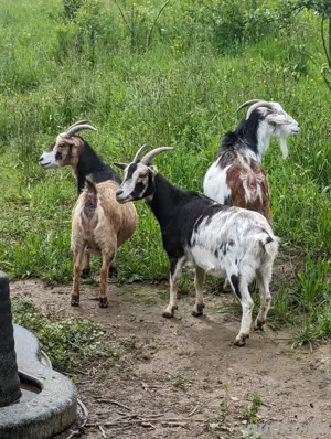 wir  bitten tiere einen Alters Ruhesitz 