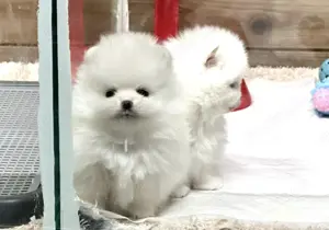 Reinrassige Pomeranian-Welpen mit Stammbaum   bereit für ein liebevolles Zuhause! 