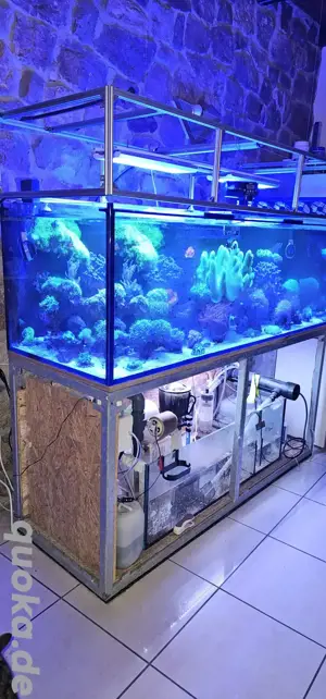 Meerwasser Aquarium 720l   Bild 2