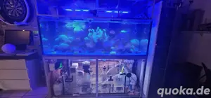 Meerwasser Aquarium 720l  