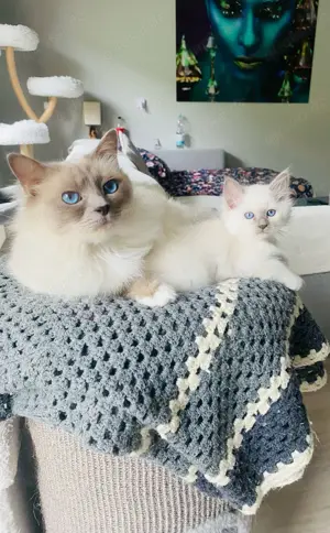 Heilige Birma-Siam Kitten