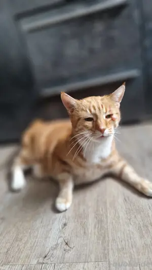 Hauskatze an liebevolle familie abzugeben