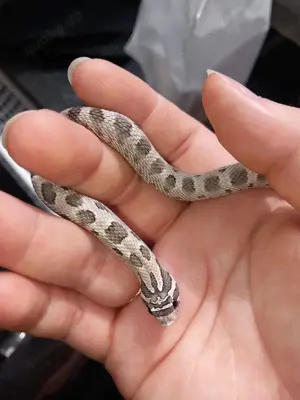 Heterodon nasicus, Hakennasennatter