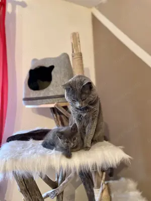 Chartreux   Kartäuser Kätzchen  Bild 3