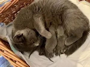 Chartreux   Kartäuser Kätzchen 