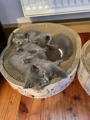 Chartreux   Kartäuser Kätzchen  Bild 8