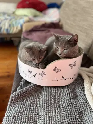 Chartreux   Kartäuser Kätzchen  Bild 6
