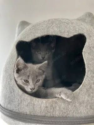 Chartreux   Kartäuser Kätzchen  Bild 5