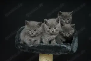 Chartreux   Kartäuser Kätzchen  Bild 10