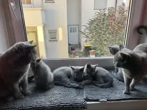 Chartreux   Kartäuser Kätzchen  Bild 9