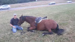 Pferdeausbildung und Reiterausbildung Bild 2