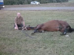 Pferdeausbildung und Reiterausbildung Bild 3