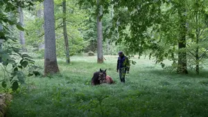 Pferdeausbildung und Reiterausbildung Bild 4