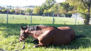 Pferdeausbildung und Reiterausbildung Bild 7