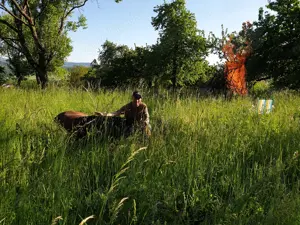 Pferdeausbildung und Reiterausbildung Bild 8