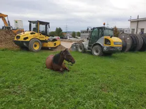 Pferdeausbildung und Reiterausbildung Bild 9