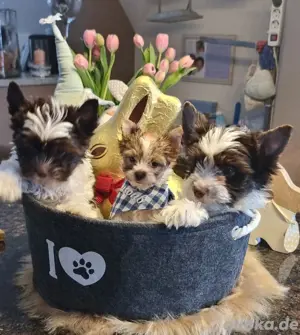 Yorkshire Terrier Welpen in allen Farben