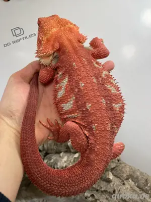 Bartagamen Männchen Adult extreme red visual stripe het Hypo 66% het Trans