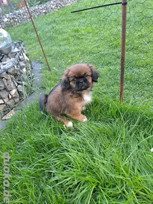 Pekinese, Shih-Tzu Welpen 