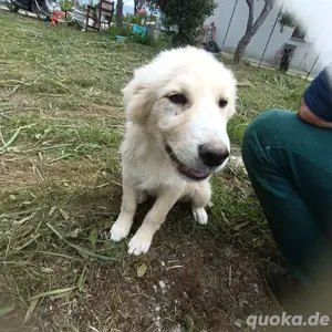 lina und valia suchen ein zuhause (nicht zusammen)