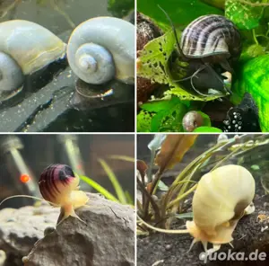 Apfelschnecke Blau Weiß Rosa Lila Natur