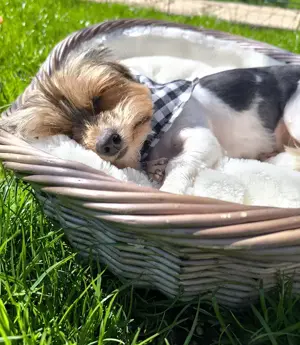 Wunderschöne Biewer Yorki Hündin 