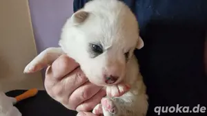 Siberian Indian Dog Welpen