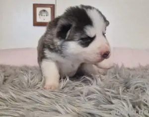 Siberian Indian Dog Welpen Bild 4