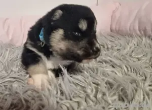 Siberian Indian Dog Welpen Bild 6