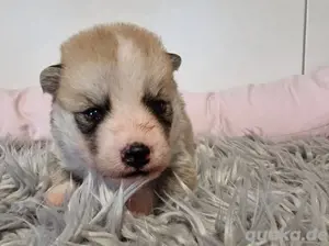 Siberian Indian Dog Welpen Bild 5