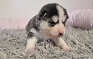 Siberian Indian Dog Welpen Bild 8
