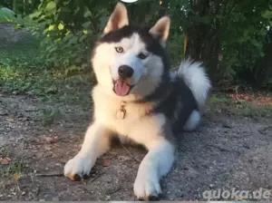 Siberian Indian Dog Welpen Bild 10