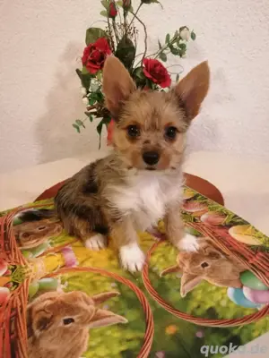 Yorkshire Terrier , Biewer Welpen