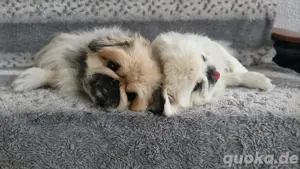 Pekinesenhunde