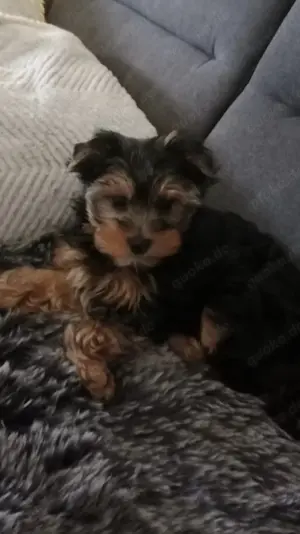 Yorkshire Terrier Bube in Black et tan Standard 