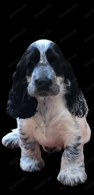 English Cocker Spaniel Welpe mit Papiere 