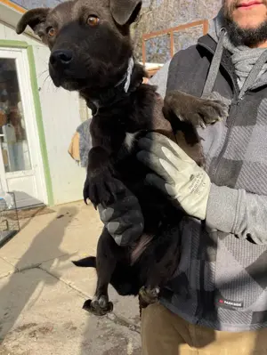 Malin, z.Z. in Ungarn, ist ein sympathisches Mädchen Bild 9