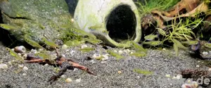 Smaragd Zwergbärblinge Mikrodevario kubotai